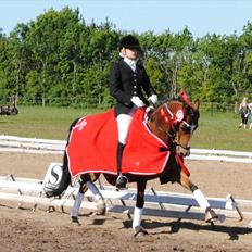 Welsh Partbred (Sec F) Coelenhage's Reza RSDH