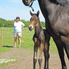 Anden særlig race Maximus Decimus Meridius