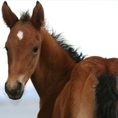 Shagya Araber (SH) Porsche