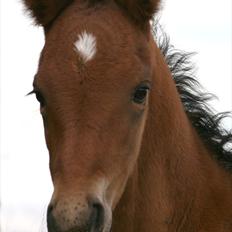 Shagya Araber (SH) Porsche