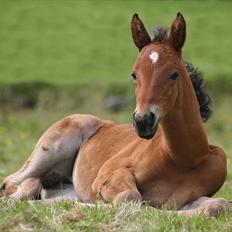 Shagya Araber (SH) Porsche