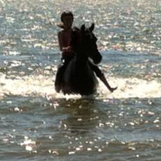 Anden særlig race Scarlet