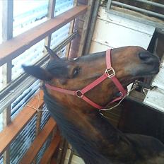 Anden særlig race Ronja