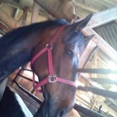 Anden særlig race Ronja