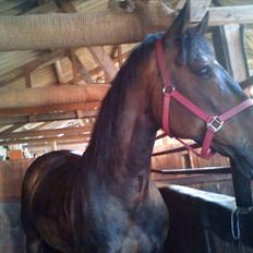 Anden særlig race Ronja