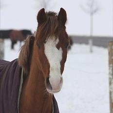 Welsh Pony (sec B) Korreborgs Verdi *SAVNET* <3