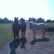 Islænder Elfa fra Katulabo