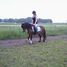 Dartmoor filur ronda(part)