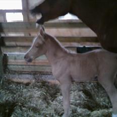 Palomino Enghavegård´s pimboli(part)