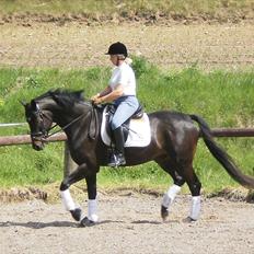 Trakehner Hilton