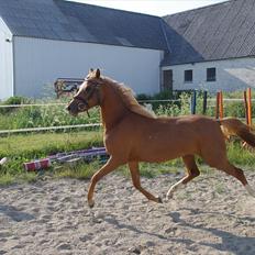 Welsh Partbred (Sec F) Sweet About Me 