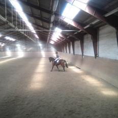 Anden særlig race Skovbjerggård´s Cavan