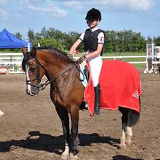 Welsh Cob (sec D) Tango