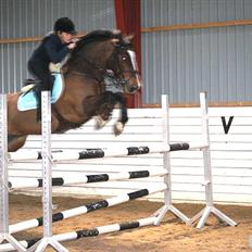Welsh Cob (sec D) Tango