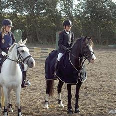 Welsh Cob (sec D) Schurings Brutus 