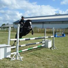 Welsh Cob (sec D) Schurings Brutus 