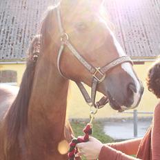 Anden særlig race Uhregaardens Saturn