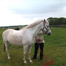 Anden særlig race Morgan , Captainen