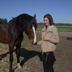 Dansk Varmblod Chamiro