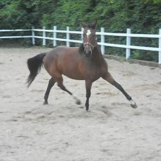 Anden særlig race Avanti SOLGT :(