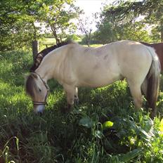 Fjordhest Bonnie (Solgt)