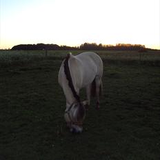 Fjordhest Bonnie (Solgt)