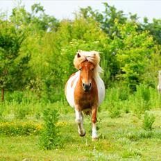 Shetlænder Papaya af Bjørholm