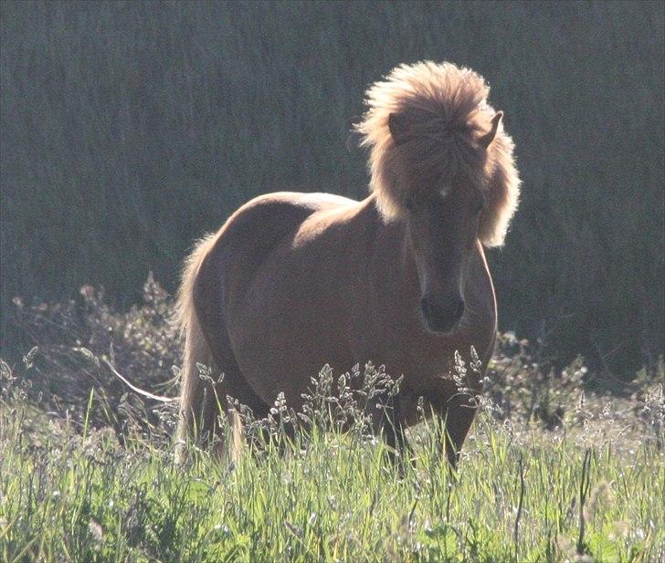 Islænder Rauðhetta F. Højgaard "Putte" - Sommeren 2011.
sommergræs. billede 1