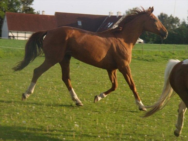 Dansk Varmblod Sabine Kvindhøj 558  billede 3