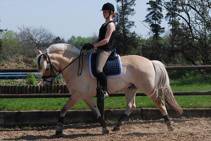 Fjordhest Mastrup Zolo *Solgt* - Dressur d. 24.04.11 billede 4