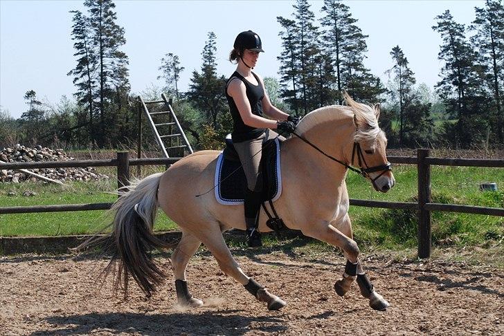 Fjordhest Mastrup Zolo *Solgt* - Dressur d. 24.04.11 billede 3