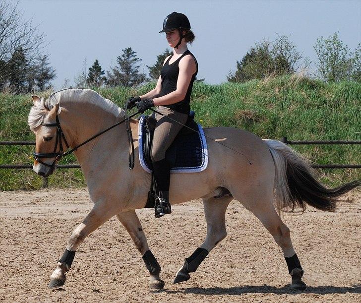 Fjordhest Mastrup Zolo *Solgt* - Dressur d. 24.04.11 billede 13