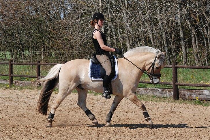 Fjordhest Mastrup Zolo *Solgt* - Dressur d. 24.04.11 billede 2