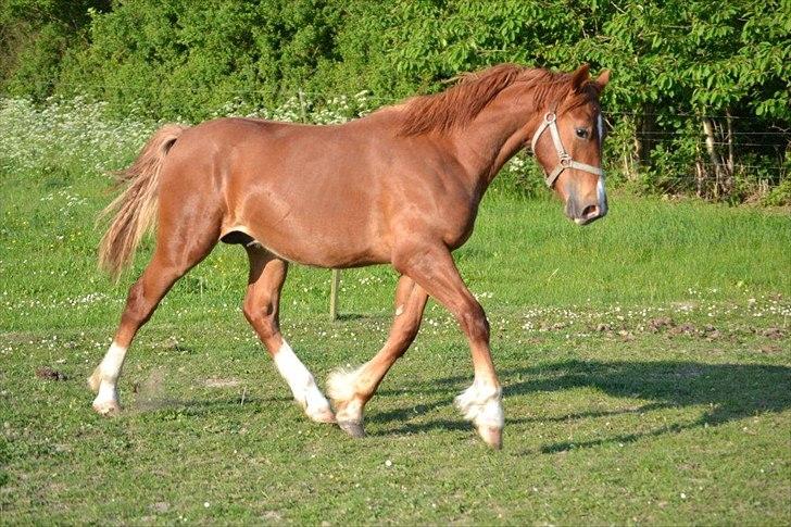 Welsh Cob (sec D) Harvest Magic Rain - flot fyr (;? billede 1