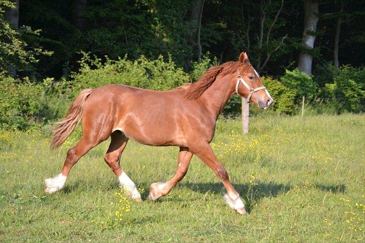 Welsh Cob (sec D) Harvest Magic Rain - iha en lækker dreng.  billede 5