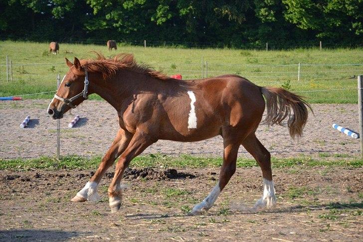 Welsh Cob (sec D) Harvest Magic Rain - lidt kejtet på forbenene :P men sødt  billede 6