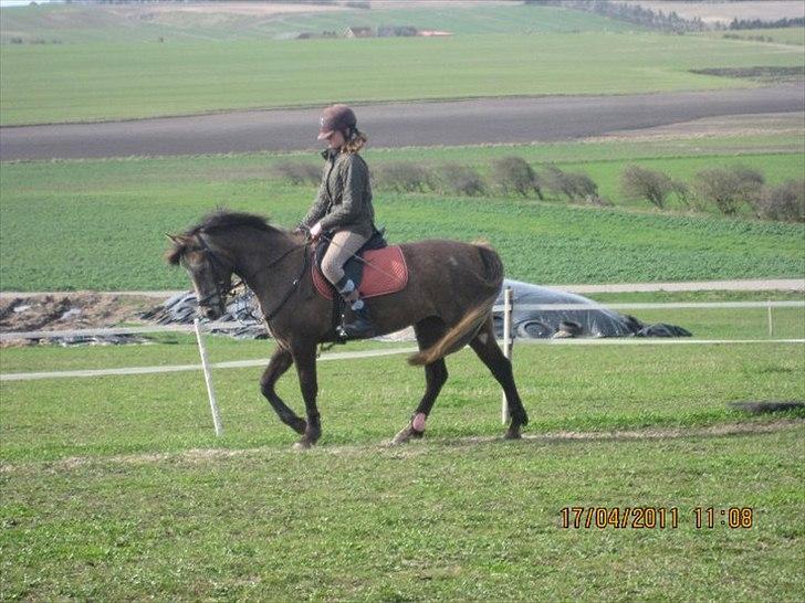 Anden særlig race Lawina billede 17