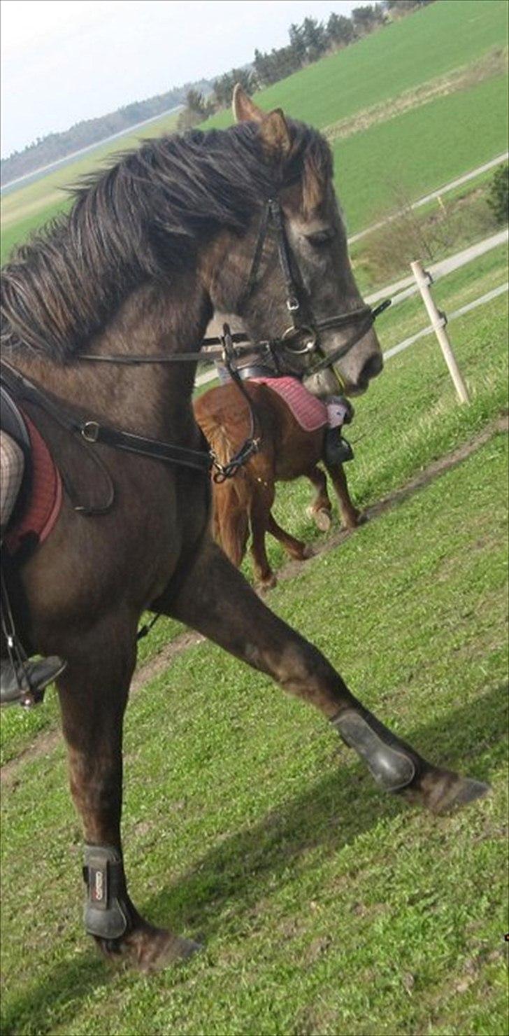 Anden særlig race Lawina billede 18