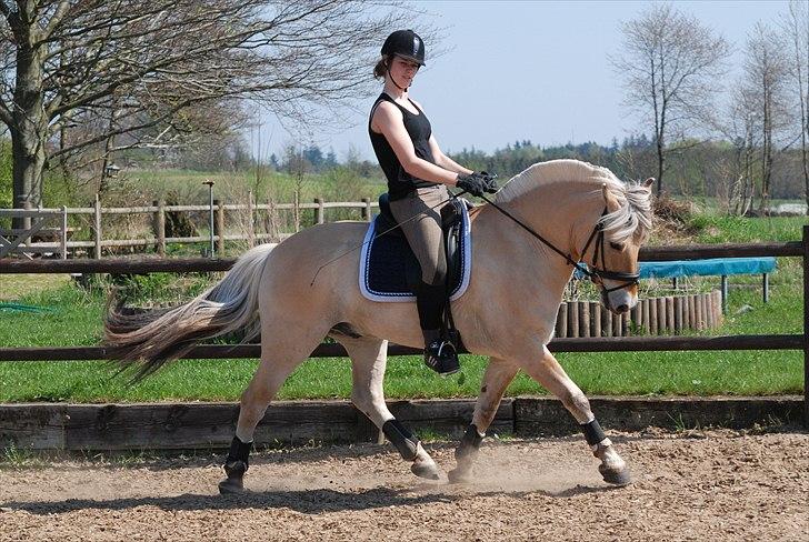 Fjordhest Mastrup Zolo *Solgt* - Dressur d. 24.04.11 billede 9