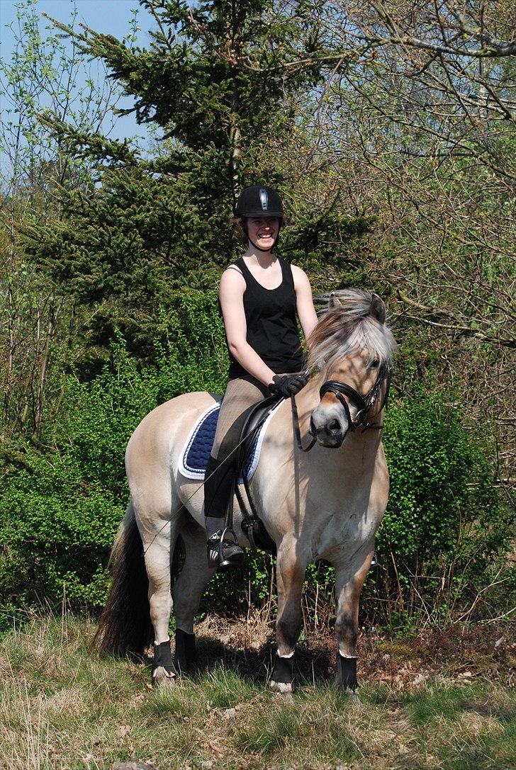 Fjordhest Mastrup Zolo *Solgt* - Teamet d. 24.04.11 billede 7