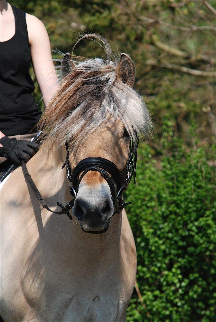 Fjordhest Mastrup Zolo *Solgt* - Hans flotte udtryk d. 24.04.11 billede 15