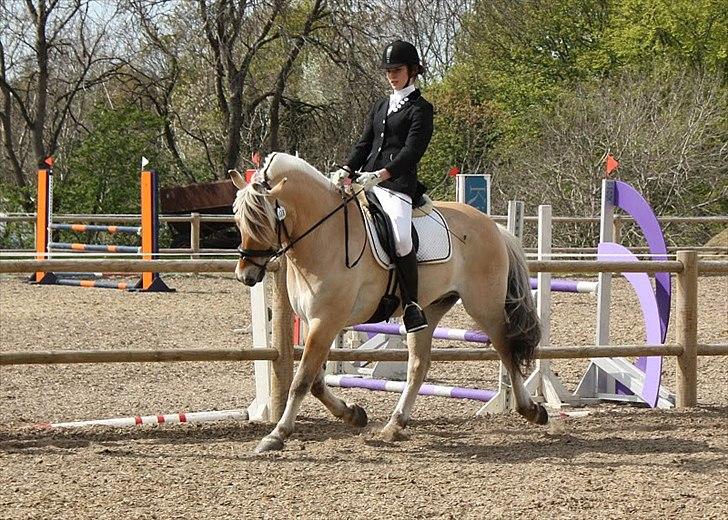 Fjordhest Mastrup Zolo *Solgt* - Stævne d. 14.05.10 billede 12