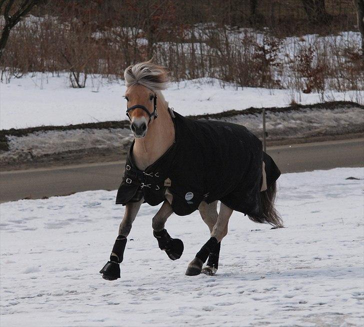 Fjordhest Mastrup Zolo *Solgt* - Folden d. 05.03.10 billede 5