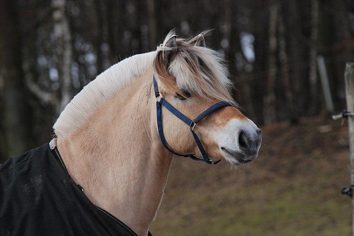 Fjordhest Mastrup Zolo *Solgt* - Zolo d. 05.03.10 billede 10