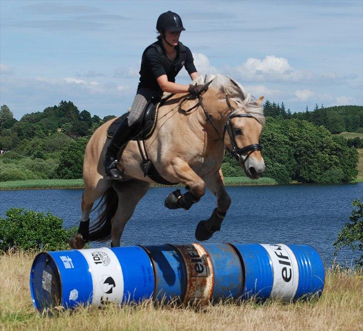 Fjordhest Mastrup Zolo *Solgt* - Springtræning d. 05.07.09 billede 11