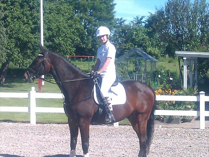 Dansk Varmblod Darrigårdens Leifich - før svenstrup ringridning 2011 billede 10