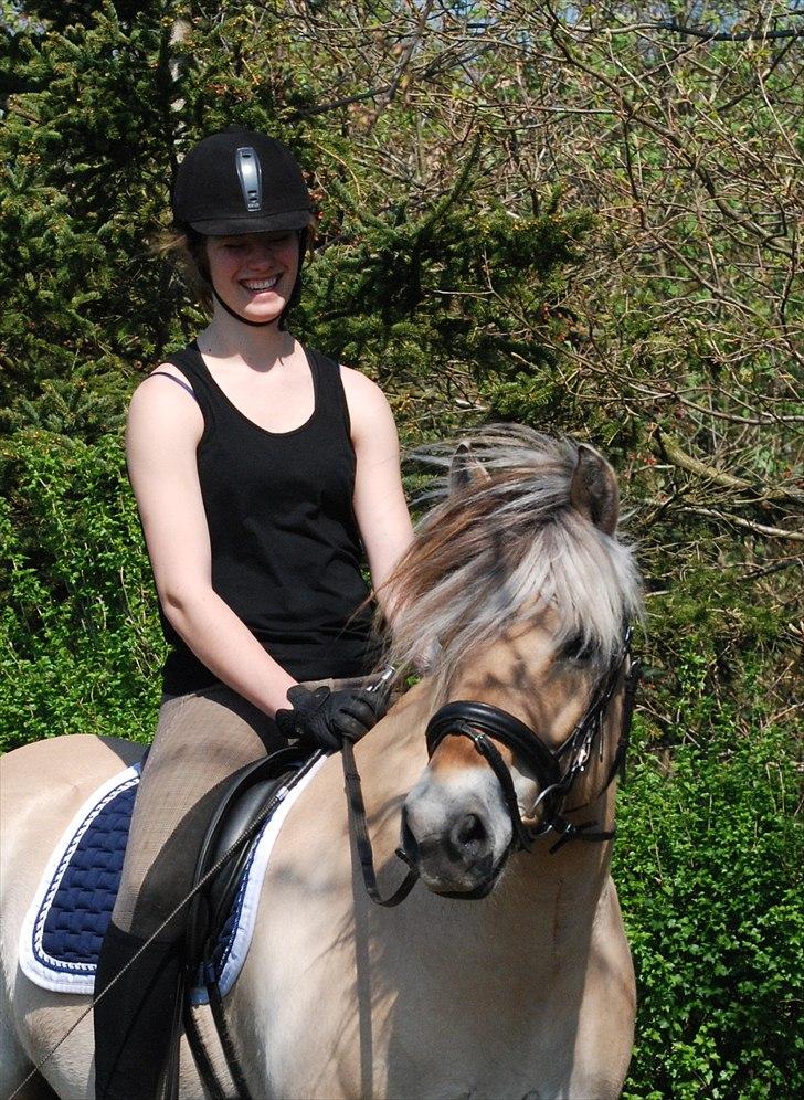 Fjordhest Mastrup Zolo *Solgt* - <3 billede 19