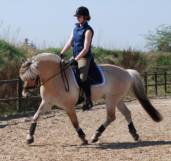 Fjordhest Mastrup Zolo *Solgt* - Dressur d. 24.04.11 billede 14