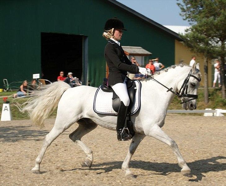 Welsh Pony (sec B) Black Beauty A-pony SOLGT <3 :,( - super fri trav - fik 8 for den :D 
Hvalsø hestival PRT red 65,89% og blev nr 4 ud af 25 andre og so mden eneste 3`er pony, og vi blev dømt af en lands stævnedommer :) 
taget af:Kristine Ulsø !  billede 1