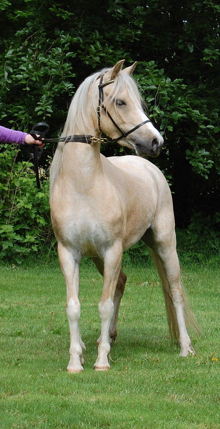 Welsh Pony (sec B) Fantasie V.   SOLGT! - Fantasie den 29.05.2011 billede 6